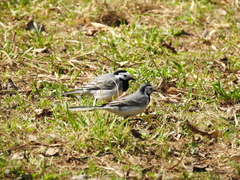 Motacilla alba