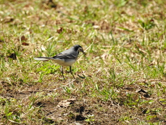 Motacilla alba