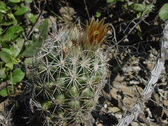 Escobaria emskoetteriana