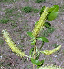Salix triandra