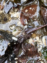 Hemigrapsus sanguineus