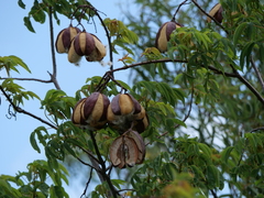 Cochlospermum gillivraei