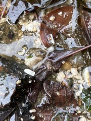 Hemigrapsus sanguineus