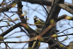 Cyanistes caeruleus