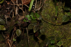 Coleus nitidus