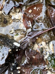 Hemigrapsus sanguineus