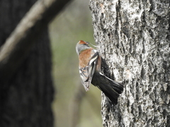 Fringilla coelebs