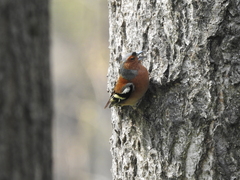 Fringilla coelebs
