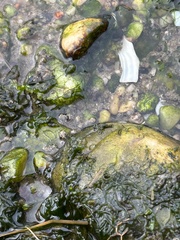 Telmatogeton japonicus