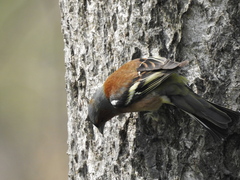 Fringilla coelebs