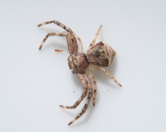 Strigoplus guizhouensis