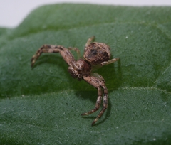 Strigoplus guizhouensis