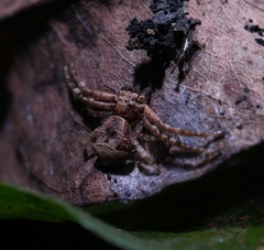 Strigoplus guizhouensis