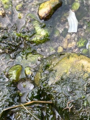 Telmatogeton japonicus