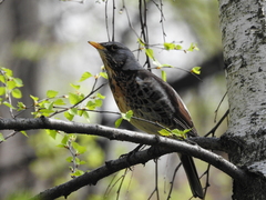 Turdus pilaris