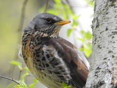 Turdus pilaris