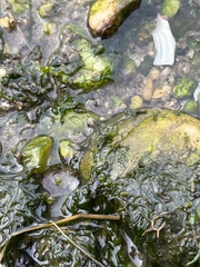 Telmatogeton japonicus