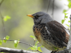 Turdus pilaris