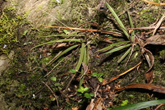 Sarcochilus ceciliae