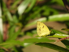 Eurema