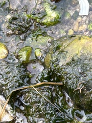 Telmatogeton japonicus