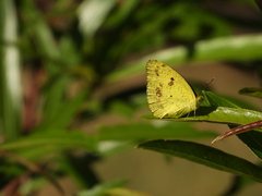 Eurema