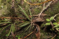 Sarcochilus ceciliae
