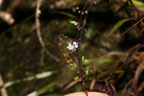Coleus nitidus, photograph 3
