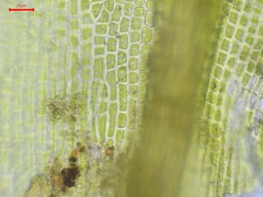 Grimmia trichophylla