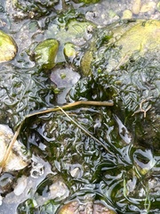 Telmatogeton japonicus