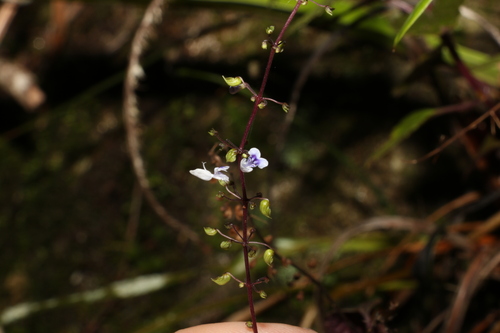 Coleus nitidus, photograph 4