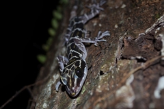 Cyrtodactylus