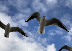 Chroicocephalus ridibundus