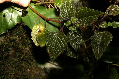 Image of Coleus nitidus by (c) Greg Tasney, some rights reserved (CC BY-SA)