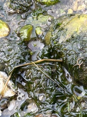 Telmatogeton japonicus