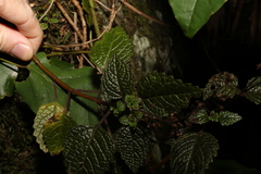 Coleus nitidus