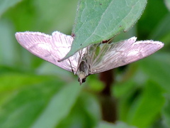 Anania lancealis