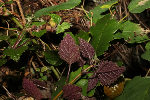 Image of Nightcap Hullwort (Coleus nitidus) by (c) Greg Tasney, some rights reserved (CC BY-SA)