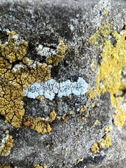 Aspicilia cinerea
