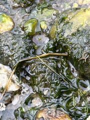 Telmatogeton japonicus