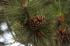 Pinus