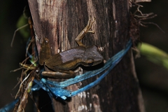 Polypedates macrotis