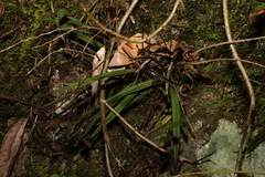 Sarcochilus ceciliae