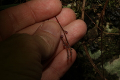 Sarcochilus ceciliae