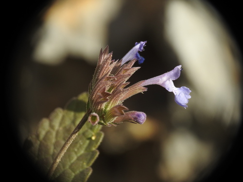 Balm-leaved catnip (Nepeta melissifolia)
