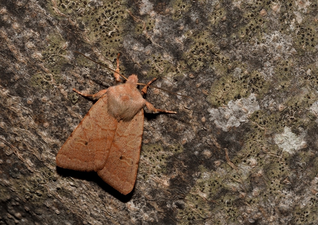 Agrochola rupicapra