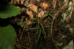 Sarcochilus ceciliae