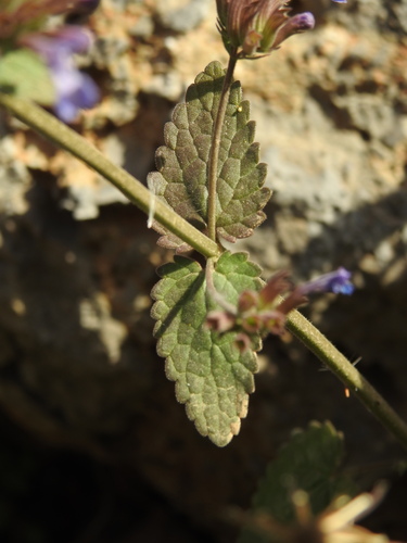 Image of Nepeta melissifolia by (c) Yves Bas, some rights reserved (CC BY)