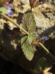 Nepeta melissifolia