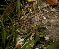 Sarcochilus ceciliae